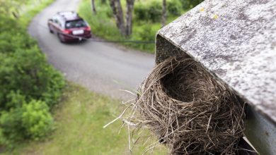 Bird Nesting Control