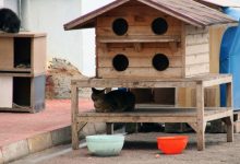 Cats Play House - Cats can have just as much fun with their humans.