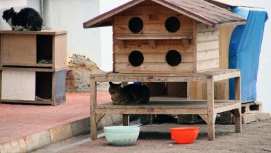 Cats Play House - Cats can have just as much fun with their humans.