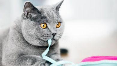 How to Make a Chewy Toy for Your Feline Friend