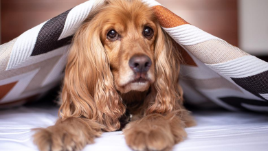 Cooling Beds to Get Your Hot Dog