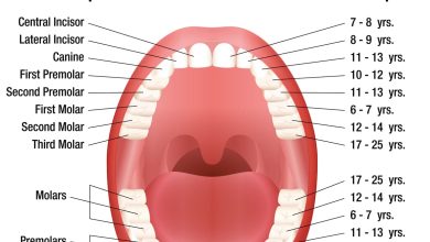 tooth numbers chart